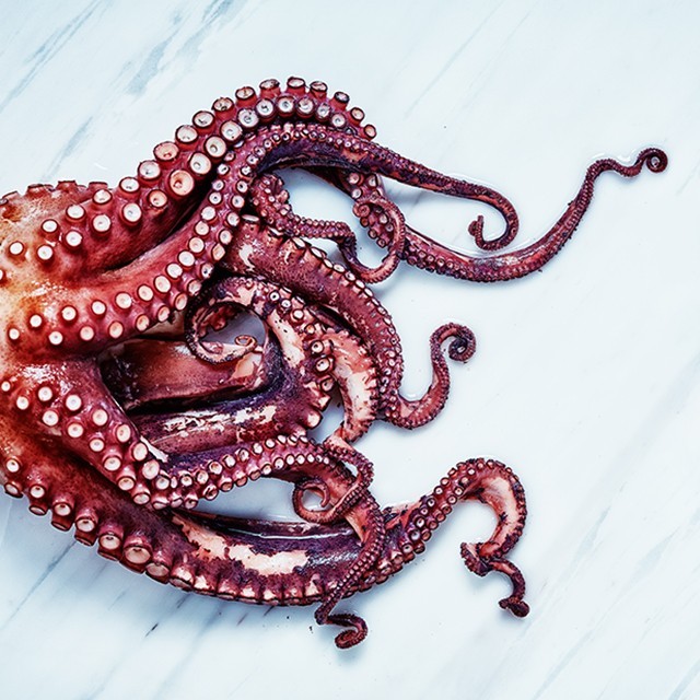 Octopus Octopus