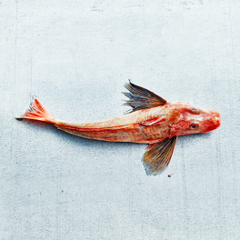 Gurnard Gurnard