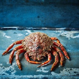 Crab Crab