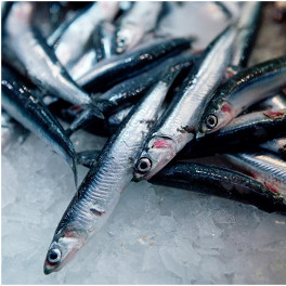 Anchovies Anchovies
