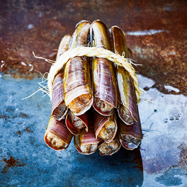 Razor clams Razor clams