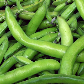 Broad Beans Broad Beans