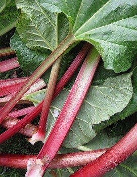 Rhubarb Rhubarb