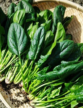 Spinach Spinach