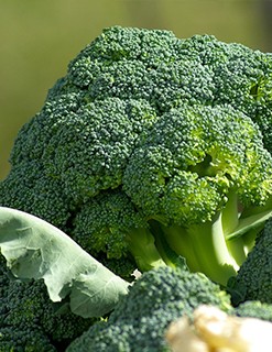 Broccoli Broccoli