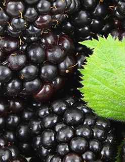 Blackberry Blackberry