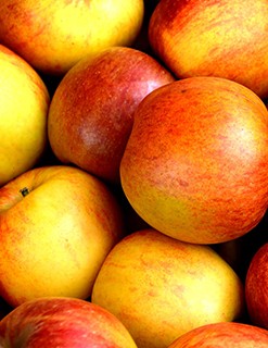 Apples Apples