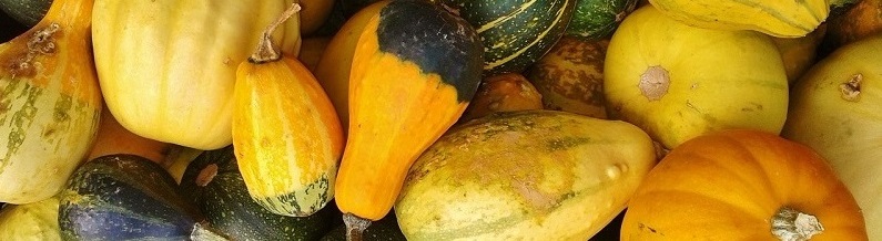 Pumpkin season has started! Pumpkin season has started!